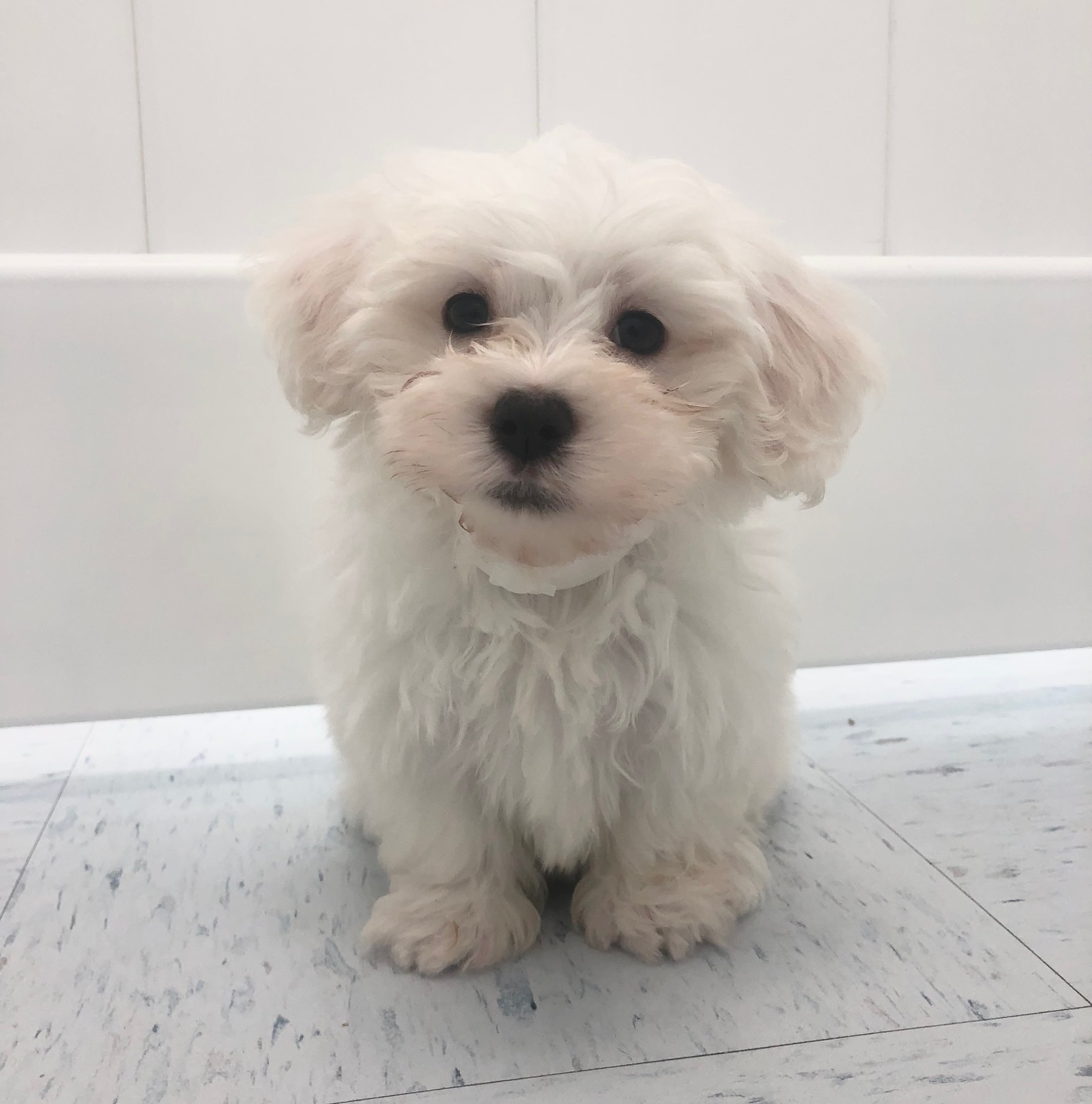 Maltese Puppy